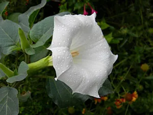 Datura flori fotografie și descriere