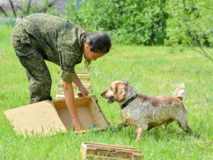 Képzési szolgálati kutyák alapvető szabályok