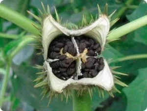 Datura цвете снимка и описание