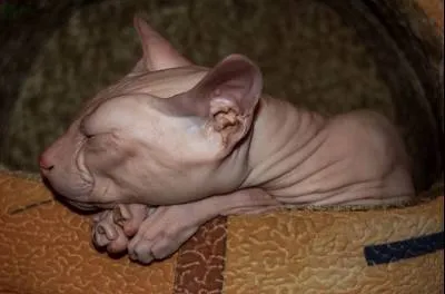 Sphynx безочлив голота