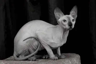 Sphynx безочлив голота