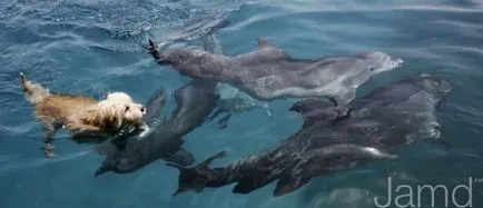 kutyák és delfinek Barátság (11 fotó szöveg), egy szórakoztató portál