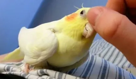 Képzés egy papagáj cockatiel hogyan kell a vonat egy papagáj (fotó, videó)