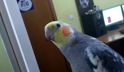 Képzés egy papagáj cockatiel hogyan kell a vonat egy papagáj (fotó, videó)