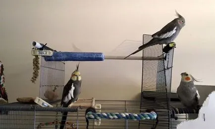 Képzés egy papagáj cockatiel hogyan kell a vonat egy papagáj (fotó, videó)