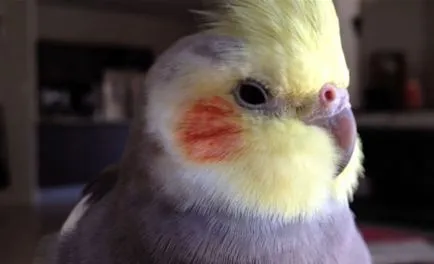 Képzés egy papagáj cockatiel hogyan kell a vonat egy papagáj (fotó, videó)