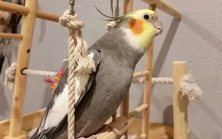 Képzés egy papagáj cockatiel hogyan kell a vonat egy papagáj (fotó, videó)