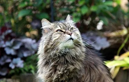 Főoldal Longhair fotó, lakás hosszú szőrű fajta macskák fotó török ​​történelem