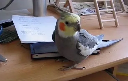 Képzés egy papagáj cockatiel hogyan kell a vonat egy papagáj (fotó, videó)