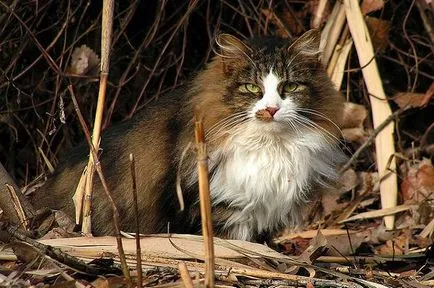 Főoldal Longhair fotó, lakás hosszú szőrű fajta macskák fotó török ​​történelem