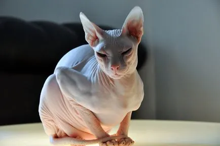 Sphynx снимка, породи котки описание, ревюта, характер и грижи