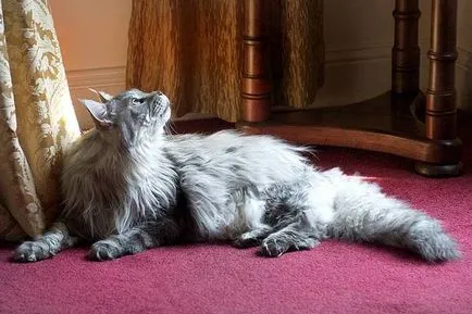 Főoldal Longhair fotó, lakás hosszú szőrű fajta macskák fotó török ​​történelem