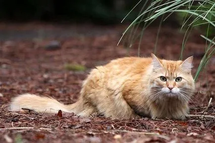 Főoldal Longhair fotó, lakás hosszú szőrű fajta macskák fotó török ​​történelem