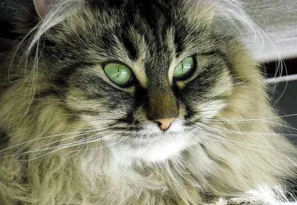 Főoldal Longhair fotó, lakás hosszú szőrű fajta macskák fotó török ​​történelem