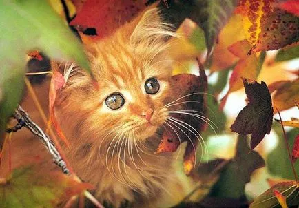 Főoldal Longhair fotó, lakás hosszú szőrű fajta macskák fotó török ​​történelem