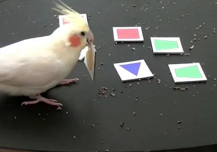 Képzés egy papagáj cockatiel hogyan kell a vonat egy papagáj (fotó, videó)