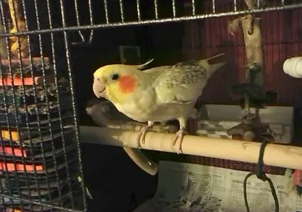 Képzés egy papagáj cockatiel hogyan kell a vonat egy papagáj (fotó, videó)