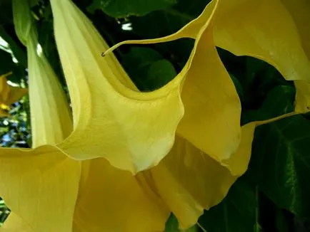 Datura stramonium növények gyönyörű virágok fotó