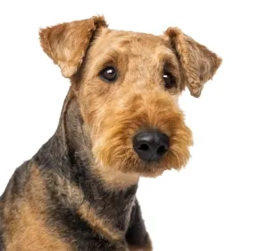 Airedale terrier fajta leírás, fotó és a kutya jellegű véleménye a tulajdonosok