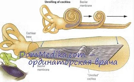 Endolymph és perilimfa a cochlearis csatorna