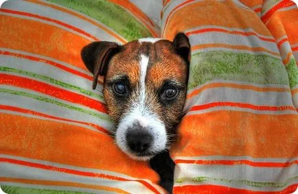 Jack Russell terrier, fényképezés Jack Russell terrier