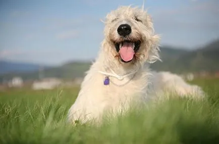 Jack Russell Terrier Terier fotografii de câine rasa de adulți și căței