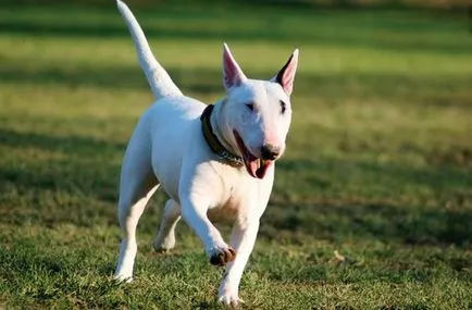 Jack Russell Terrier Terier fotografii de câine rasa de adulți și căței