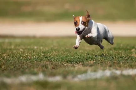 Jack Russell Terrier Terier fotografii de câine rasa de adulți și căței