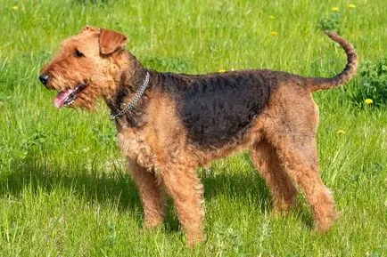 Airedale terrier fajta leírás, fotó és a kutya jellegű véleménye a tulajdonosok