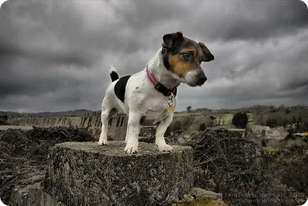 Jack Russell terrier, fényképezés Jack Russell terrier
