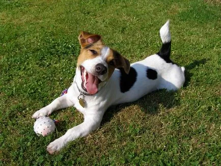 Jack Russell Terrier Terier fotografii de câine rasa de adulți și căței