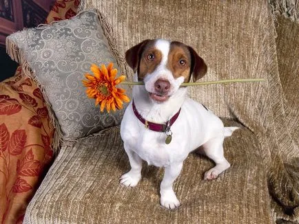 Jack Russell Terrier Terier fotografii de câine rasa de adulți și căței