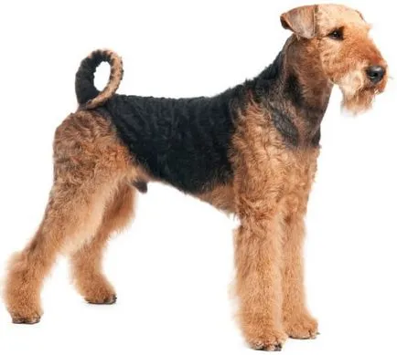 Airedale Terrier Descriere rasă, fotografie și caractere câine comentarii proprietarilor