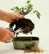 Képződése bonsai korona