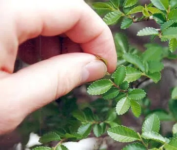 Képződése bonsai korona