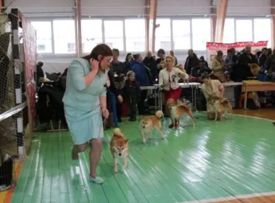 Photo jelentést a kutyakiállításon - étkezés kupa 2016