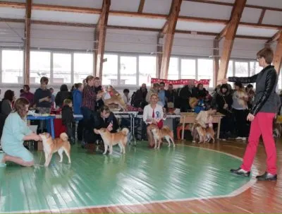 Photo jelentést a kutyakiállításon - étkezés kupa 2016