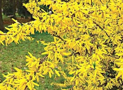 Forsythia е компетентен да се засаждат и отглеждат