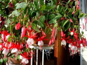 Fuchsia de reproducție și de îngrijire în cultura de origine reproducere