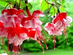 Fuchsia de reproducție și de îngrijire în cultura de origine reproducere