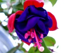 Fuchsia de reproducție și de îngrijire în cultura de origine reproducere