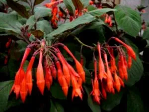 Fuchsia de reproducție și de îngrijire în cultura de origine reproducere