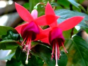 Fuchsia de reproducție și de îngrijire în cultura de origine reproducere