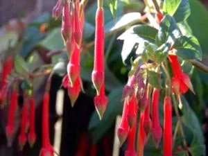 Fuchsia de reproducție și de îngrijire în cultura de origine reproducere