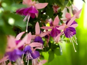 Fuchsia de reproducție și de îngrijire în cultura de origine reproducere