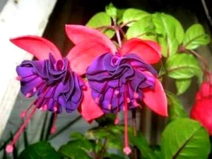 Fuchsia de reproducție și de îngrijire în cultura de origine reproducere