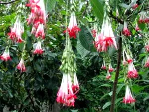 Fuchsia de reproducție și de îngrijire în cultura de origine reproducere