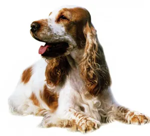 Genetikai elemzés hosszú haj a kutyák különböző fajtájú
