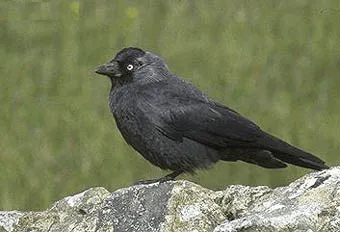 Daw, Daw (monedula Corvus), rezolutie descriere colorat Daw, distribuția păsărilor coloniale