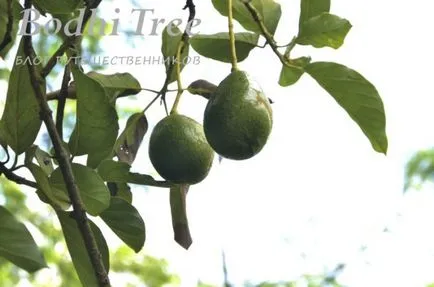 Gyümölcsök Thaiföld - egzotikus gyümölcsök termesztett Thaiföld